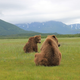 Illustration for article titled Please Enjoy This Gallery Of Amazing Bear Photos